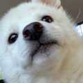 【#あなたの犬の魅力…