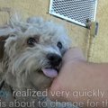 保護された小型犬は…