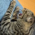 猫が近づいてきた柴…