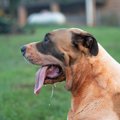 犬のパンティングと…