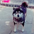 犬と暮らす  ～寄り…