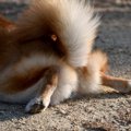 犬が『お尻を舐める…