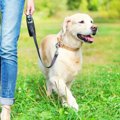 犬の"歩き方&qu…