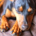 愛犬や飼い主みんな…