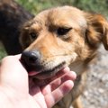 犬の『舐める行動』…