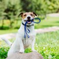 犬の散歩で絶対やっ…