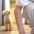 犬を『甘やかして育…