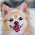 犬に期待しすぎない…