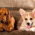『短足な犬種』5選！…