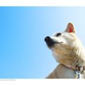 飼い主にできること.…