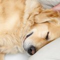 愛犬との関係性は飼…