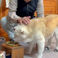強面顔のおじいちゃ…