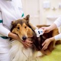 犬へのマイクロチッ…