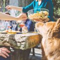 犬が人の食事に興味…