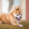 犬が嫌な気持ちにな…