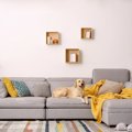 部屋が犬臭くなる4つ…