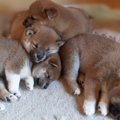 犬にやってはいけな…