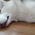 最高の寝顔でネット…