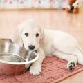 犬が使う食器は洗う…