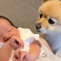 『生まれたばかりの…