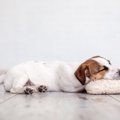 犬が『寝ぼけている…