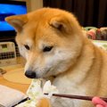 犬に『おおきなサイ…