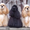 毛がモフモフしてい…
