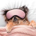 愛犬が夢に出てくる…