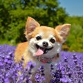 世界で最も小さい犬…
