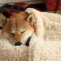 室内犬にとっての良…