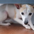 犬が飼い主に怯えて…