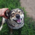 犬が絶対に喜ぶ『撫…