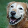 犬の加齢性疾患のた…