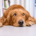 犬のテンションが急…