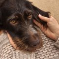 犬が信頼している人…