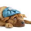 老犬のてんかんの症…