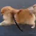 夕方、犬の散歩を撮…