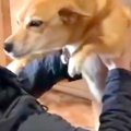 離れて暮らすお兄ち…