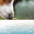 犬が虫を食べてしま…