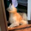 大型犬が玄関で爆睡…