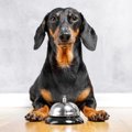 犬の『脳を鍛える』…