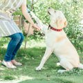 犬が楽しめる『しつ…