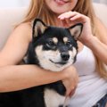 柴犬がマッサージを…