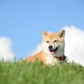 柴犬にサマーカット…