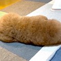 犬の寝姿クイズ『ど…