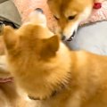 兄犬に怒られてしま…