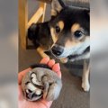 犬が『フクロモモン…