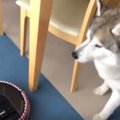 なんだこいつ…。ルン…