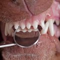 犬が歯ぎしりをする…