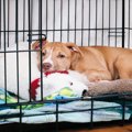 犬が『静かにしてい…